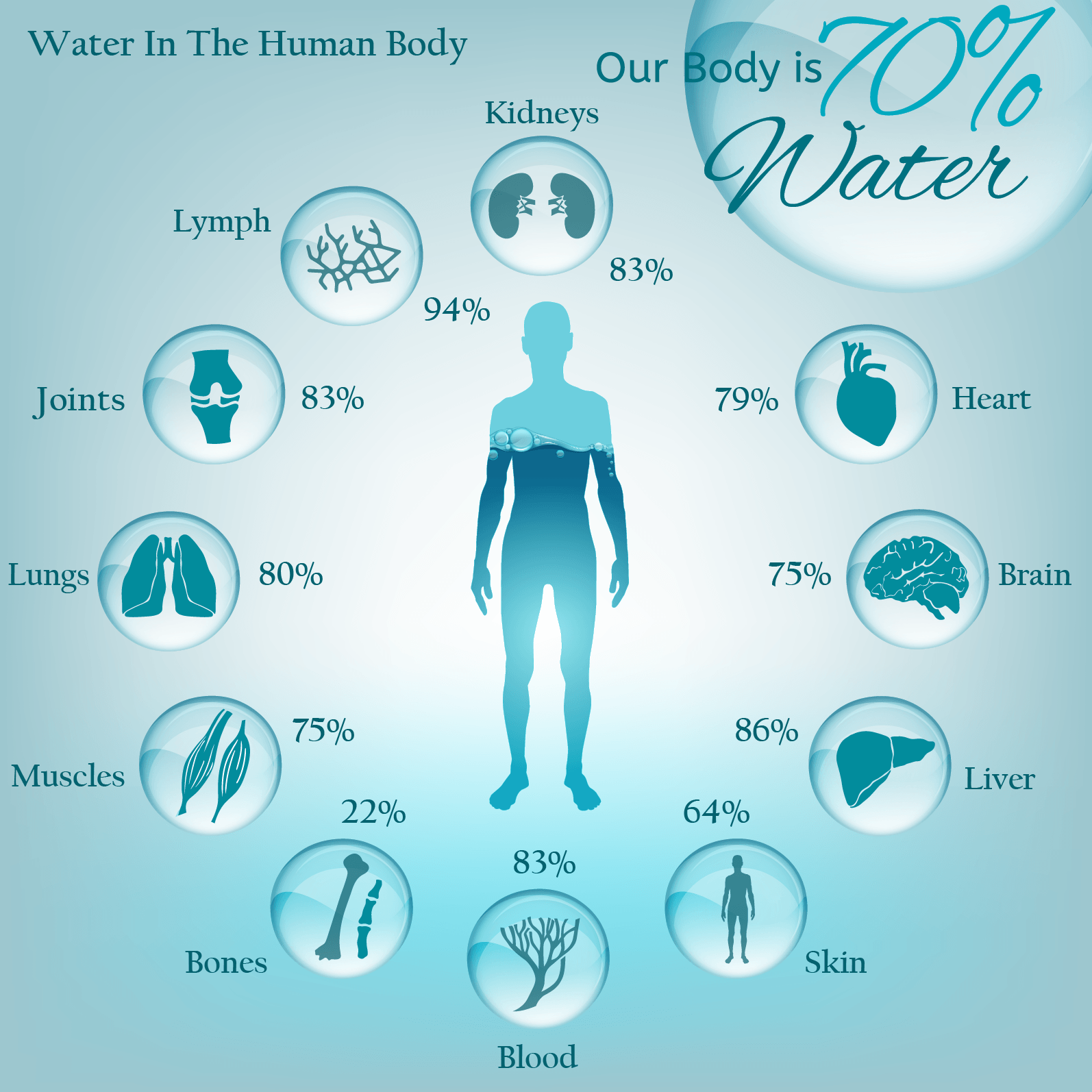 The Importance of Water To The Body - EPA Water Consultants