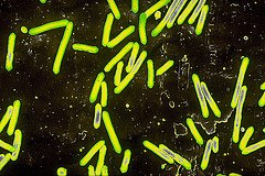 Bacteria in Tap Water. How Does it Get There and How Can Your Avoid It
