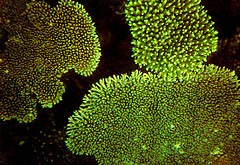 How Does Algae in Lakes and Rivers Affect Drinking Water at Home